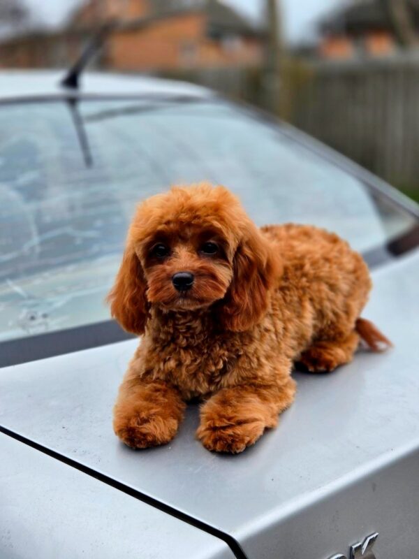 Mona Cavapoo Mona Cavapoo