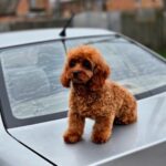 Mona-female-Cavapoo-puppy-for-sale-5