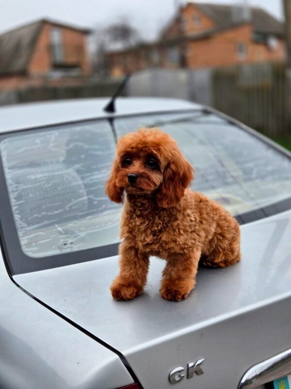 Mona Cavapoo Mona Cavapoo