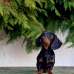 Mona-female-miniature-dachshund-puppy-for-sale-1