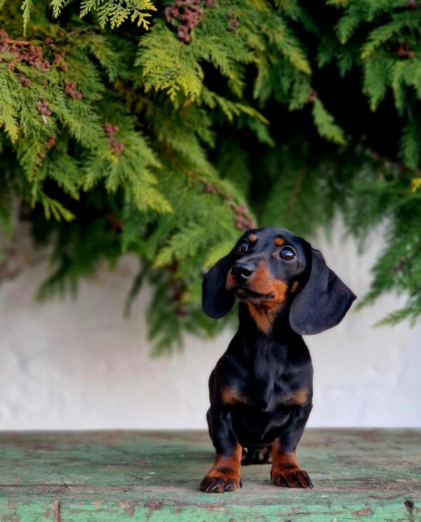 Mona Miniature Dachshund