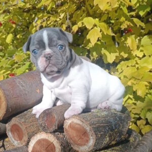 Montik French Bulldog