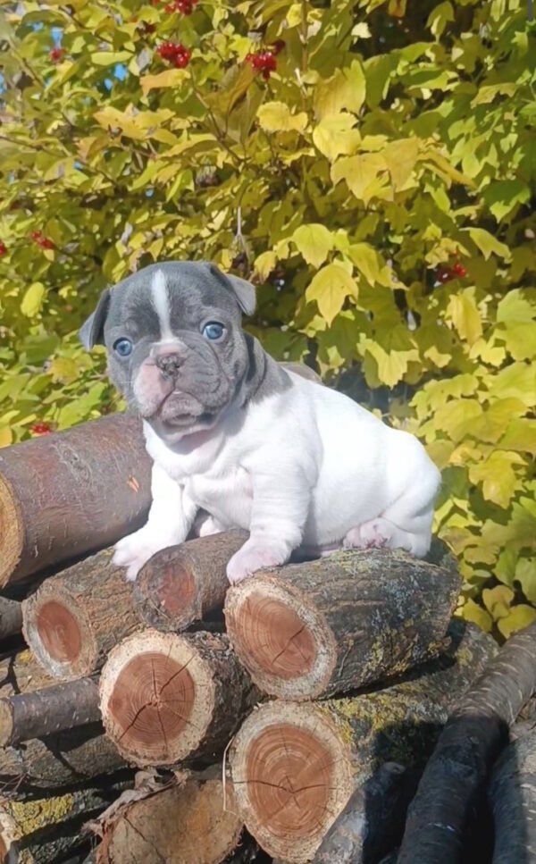 Montik French Bulldog Montik French Bulldog