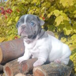 Montik-male-french-bulldog-puppy-for-sale-1 (2)
