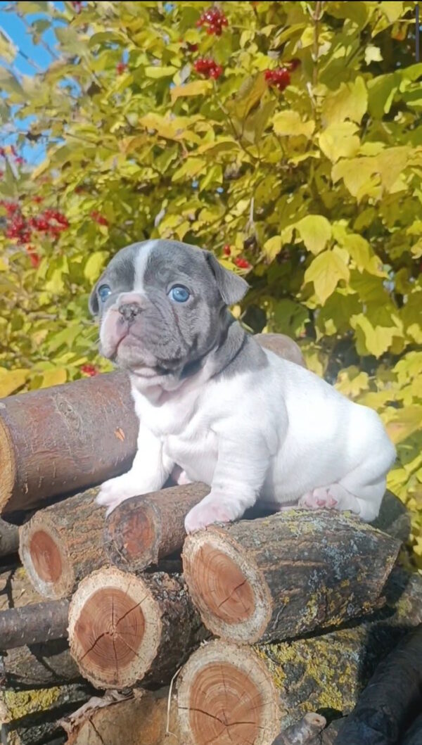 Montik French Bulldog Montik French Bulldog