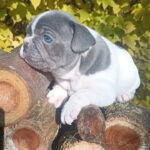 Montik-male-french-bulldog-puppy-for-sale-1 (3)