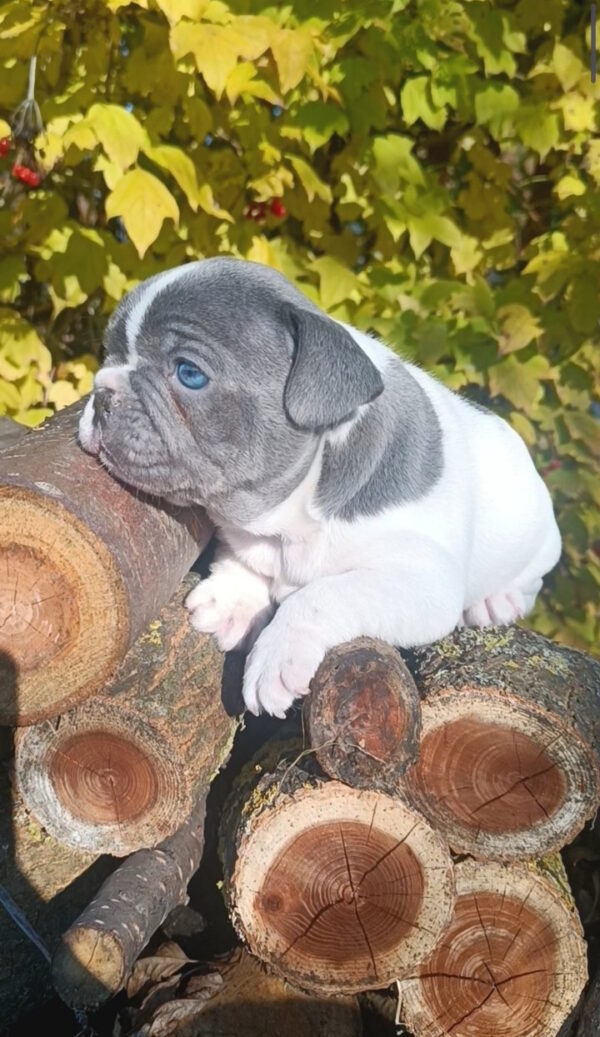 Montik French Bulldog Montik French Bulldog