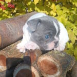Montik-male-french-bulldog-puppy-for-sale-1 (4)