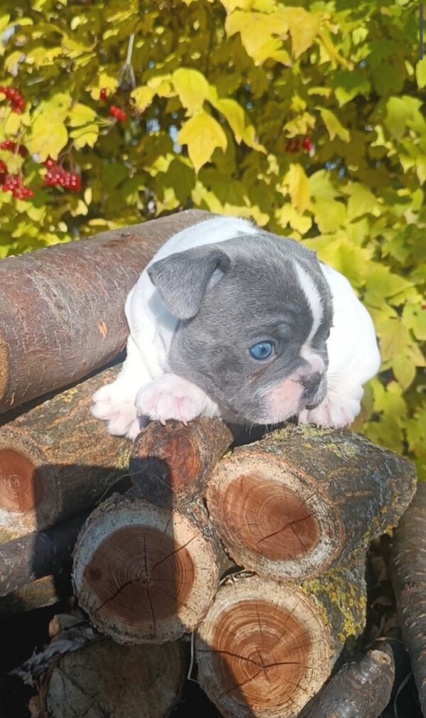 Montik French Bulldog Montik French Bulldog