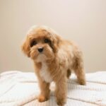 Morris-male-Maltipoo-puppy-for-sale-1