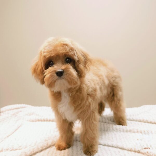 Morris Maltipoo