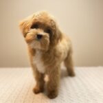 Morris-male-Maltipoo-puppy-for-sale-2