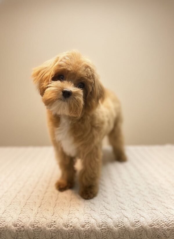 Morris Maltipoo