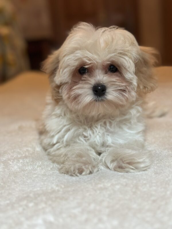 Nara Maltipoo Nara Maltipoo