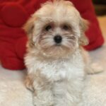 Nara-female-maltipoo-puppy-for-sale-1 (2)