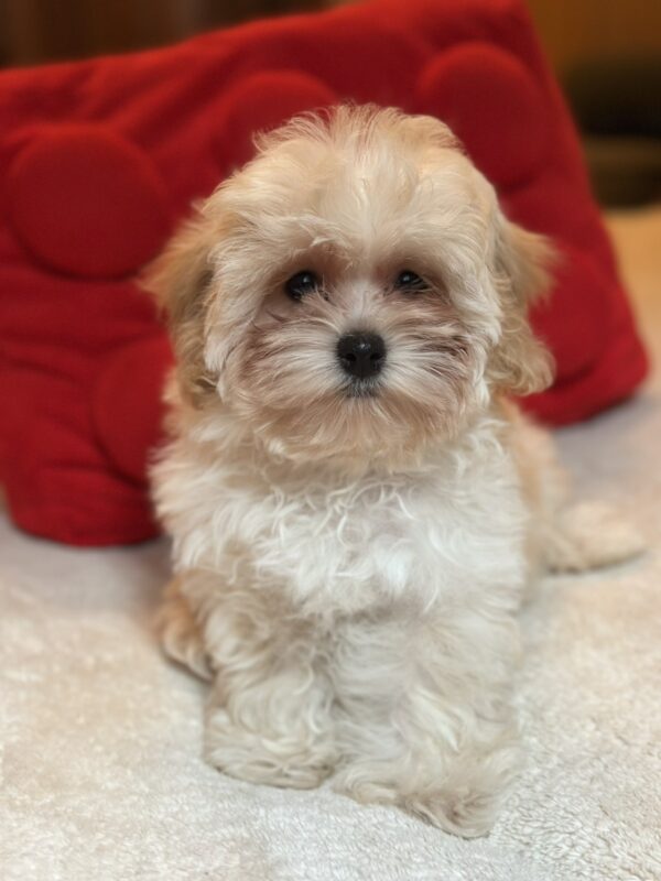 Nara Maltipoo Nara Maltipoo