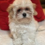 Nara-female-maltipoo-puppy-for-sale-1 (3)