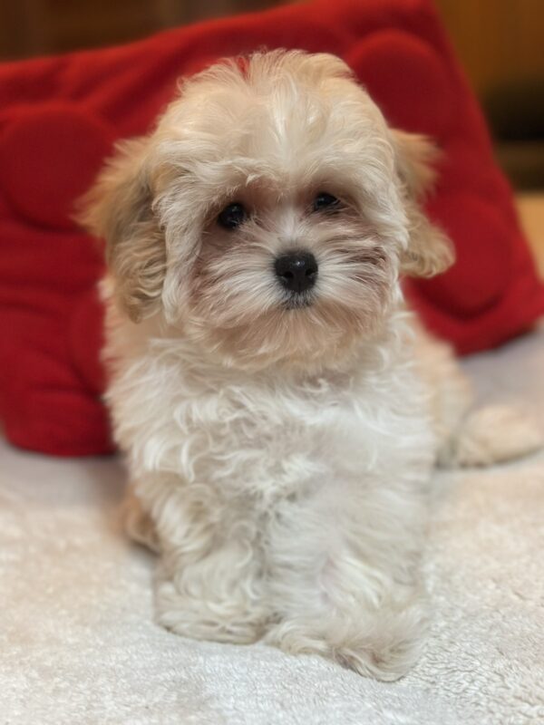 Nara Maltipoo Nara Maltipoo