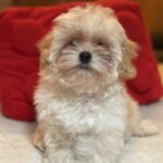 Nara-female-maltipoo-puppy-for-sale-1 (4)