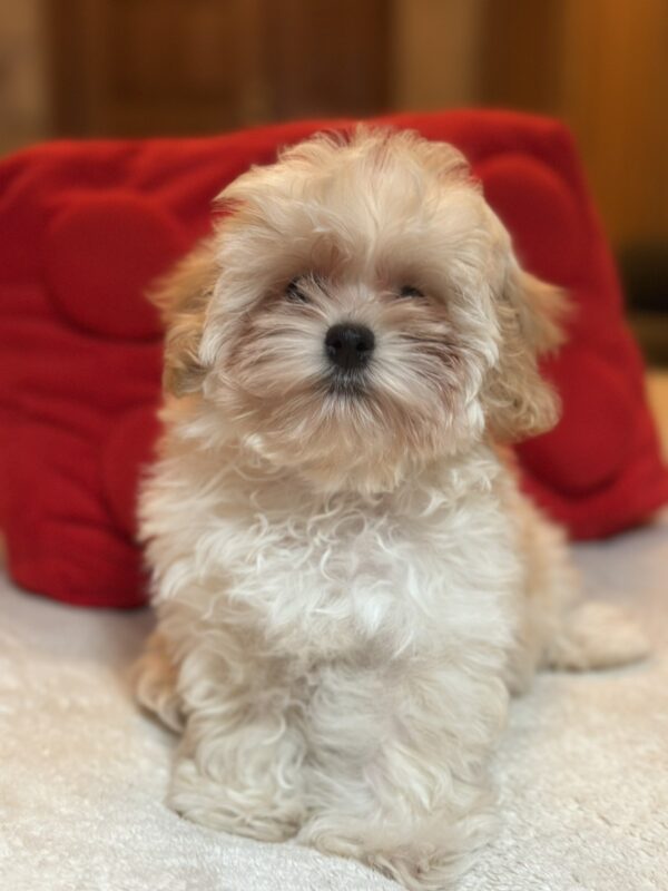 Nara Maltipoo Nara Maltipoo