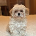 Nara-female-maltipoo-puppy-for-sale-1 (5)