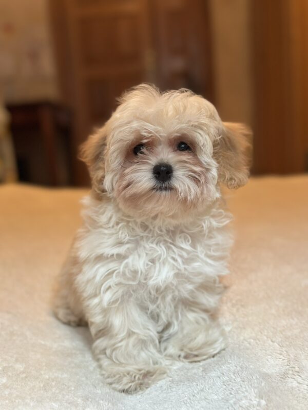 Nara Maltipoo Nara Maltipoo