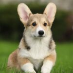 Iriska Welsh Corgi