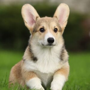 Nardo Welsh Corgi
