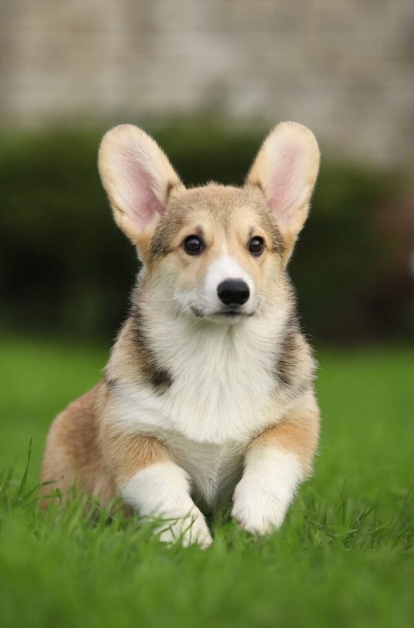 Nardo Welsh Corgi