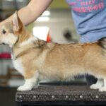 Nardo-male-Corgi-puppy-for-sale-2