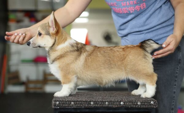 Nardo Welsh Corgi