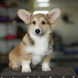 Nardo Welsh Corgi