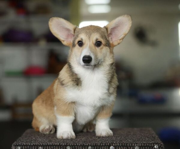 Nardo Welsh Corgi