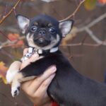 Nash-male-Chihuahua-puppy-for-sale-2