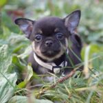 Nash-male-Chihuahua-puppy-for-sale-3