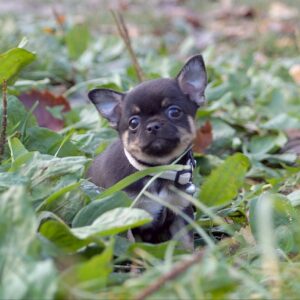 Nash Chihuahua