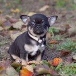 Nash-male-Chihuahua-puppy-for-sale-5