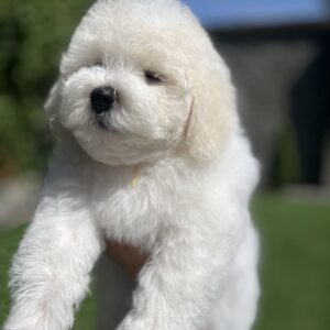 Nathaniel Bichon Frise