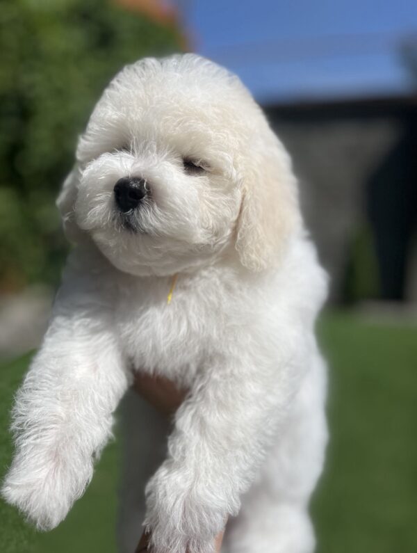 Nathaniel Bichon Frise Nathaniel Bichon Frise