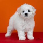 Nathaniel-male-Bichon-Frise-puppy-for-sale-1 (2)