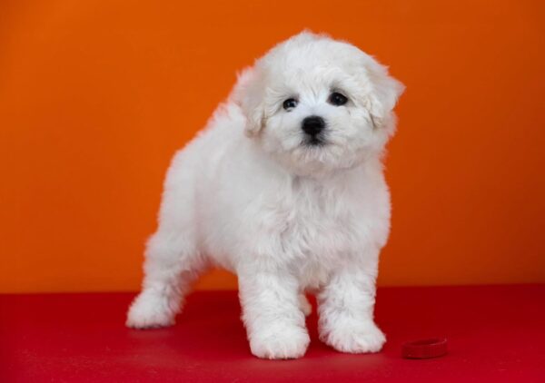Nathaniel Bichon Frise Nathaniel Bichon Frise