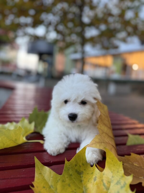 Nelson Bichon Frise Nelson Bichon Frise