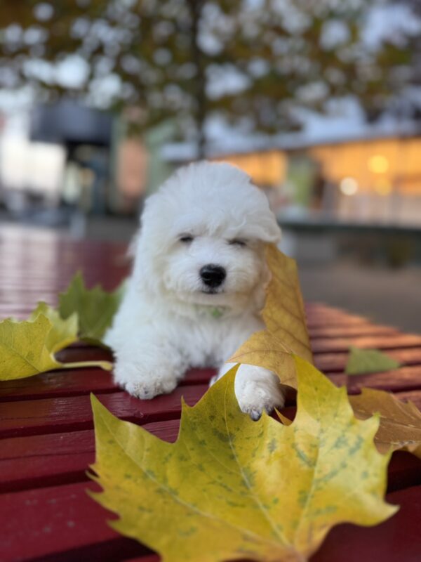 Nelson Bichon Frise Nelson Bichon Frise