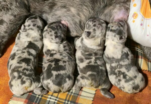 Blue Merle Litter French Bulldog