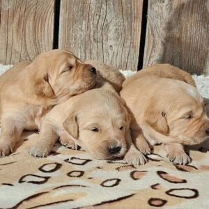 New Litter Golden Retriever New Litter Golden Retriever