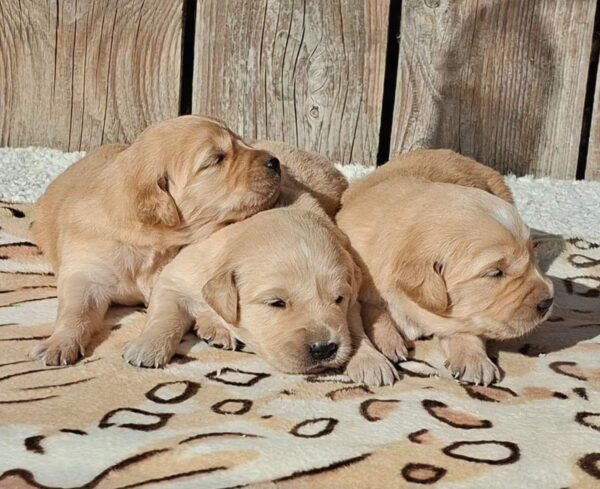 New Litter Golden Retriever New Litter Golden Retriever