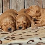 New-Litter-male-golden-retriever-puppy-for-sale-1 (2)
