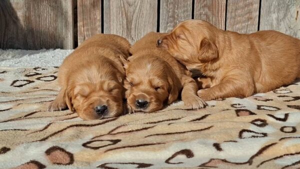 New Litter Golden Retriever New Litter Golden Retriever