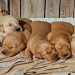 New-Litter-male-golden-retriever-puppy-for-sale-1 (3)