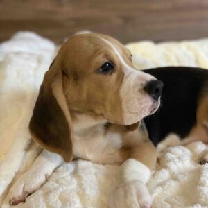 Next Beagle